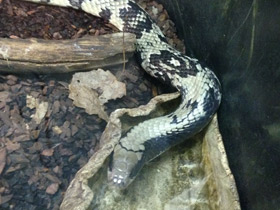 Смотреть фото Бразильский капюшонный уж Фото Бразильский капюшонный уж