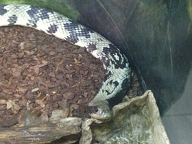 Смотреть фото Бразильский капюшонный уж Фото Бразильский капюшонный уж
