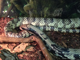 Смотреть фото Бразильский капюшонный уж Фото Бразильский капюшонный уж