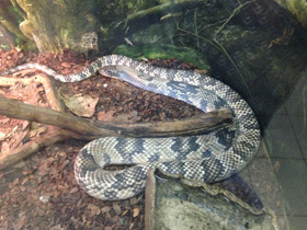 Смотреть фото Бразильский капюшонный уж Фото Бразильский капюшонный уж