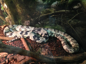 Смотреть фото Бразильский капюшонный уж Фото Бразильский капюшонный уж