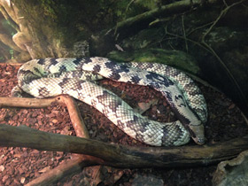 Смотреть фото Бразильский капюшонный уж Фото Бразильский капюшонный уж