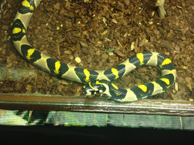 Смотреть фото Мандариновый полоз Фото Мандариновый полоз