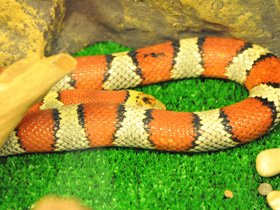 Смотреть фото Мексиканская королевская змея Фото Мексиканская королевская змея
