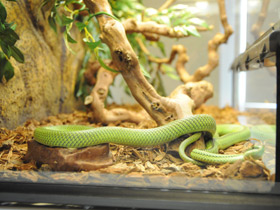 Смотреть фото Филодриас барона Фото Филодриас барона