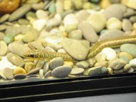 Смотреть фото Стрела-змея Шокари Фото Стрела-змея Шокари