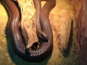 Смотреть фото Носатый рамфиофис Фото Носатый рамфиофис