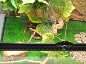 Смотреть фото Леопардовый лазающий полоз Фото Леопардовый лазающий полоз