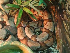 Смотреть фото Мокасиновый щитомордник Фото Мокасиновый щитомордник