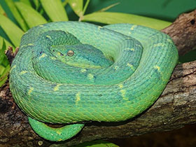 Желтогубый ботропс Желтогубый ботропс