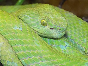 Фото Ботропс Роули