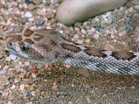 Смотреть фото Каталинский гремучник Фото Каталинский гремучник