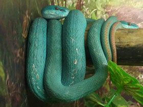 Голубая куфия Голубая куфия