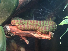 Фото Великолепная куфия