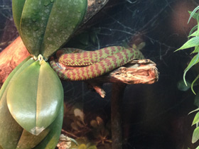 Фото Великолепная куфия