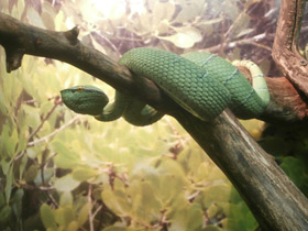 Фото Храмовая куфия