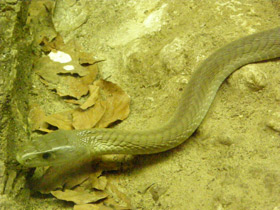 Смотреть фото Чёрная мамба Фото Чёрная мамба