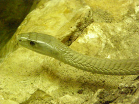 Смотреть фото Чёрная мамба Фото Чёрная мамба