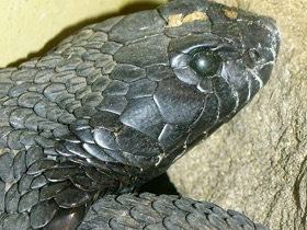 Смотреть фото Ошейниковая кобра Фото Ошейниковая кобра