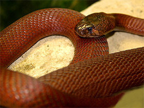 Смотреть фото Красная плюющаяся кобра Фото Красная плюющаяся кобра