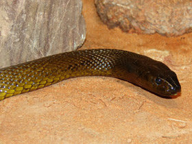 Смотреть фото Тайпан Маккоя Фото Тайпан Маккоя