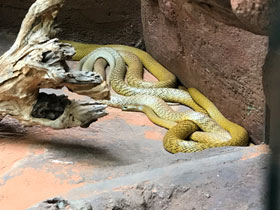 Смотреть фото Тайпан Маккоя Фото Тайпан Маккоя