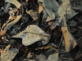 Смотреть фото Габонская гадюка Фото Габонская гадюка