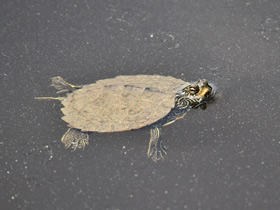 Смотреть фото Географическая горбатая черепаха Фото Географическая горбатая черепаха