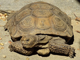 Смотреть фото Пустынный западный гофер Фото Пустынный западный гофер